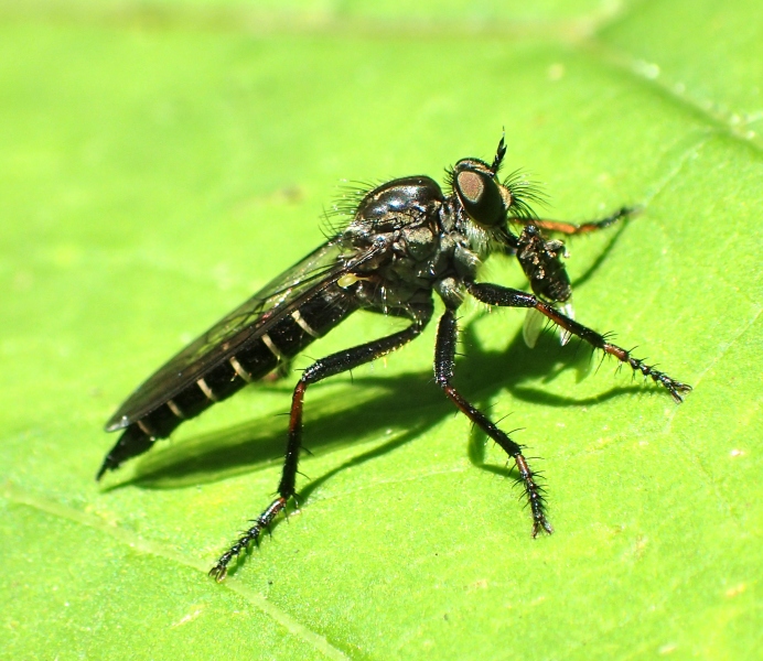 Asilidae da Id.